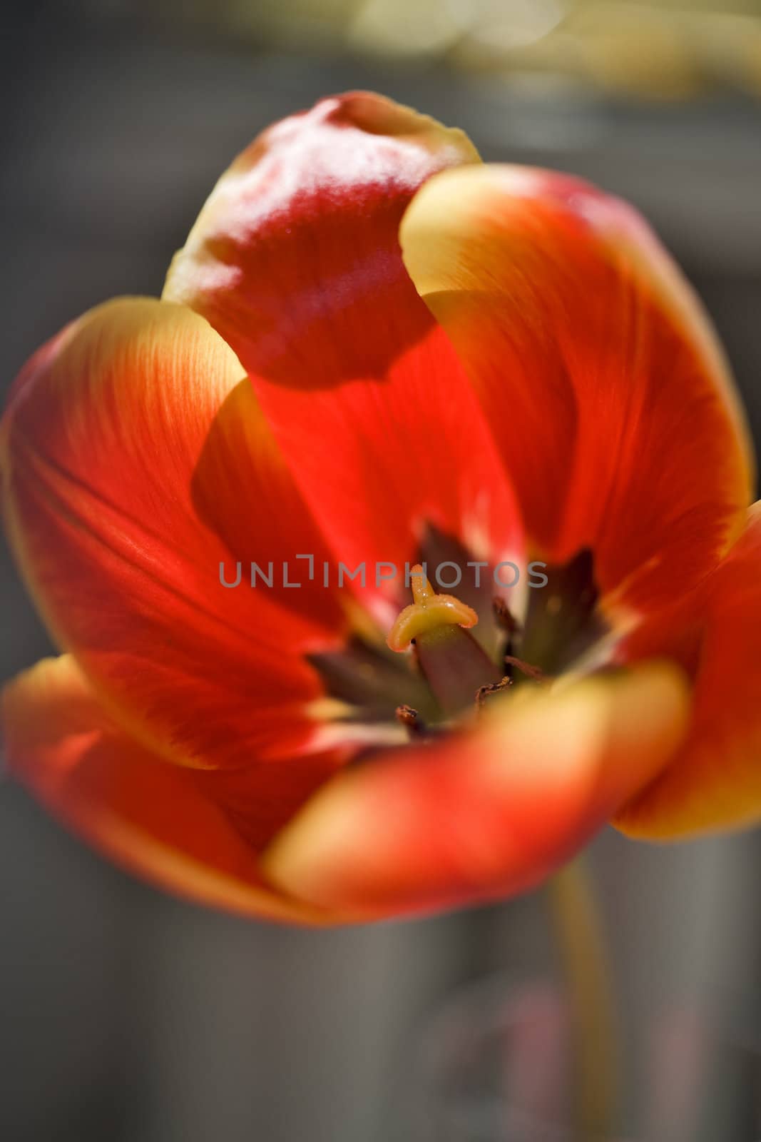 Red tulip by mulden
