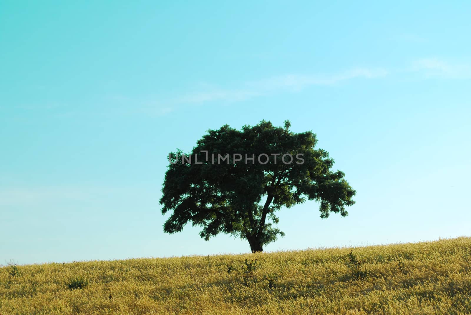 one lonely tree on top of a hill with blue sky
