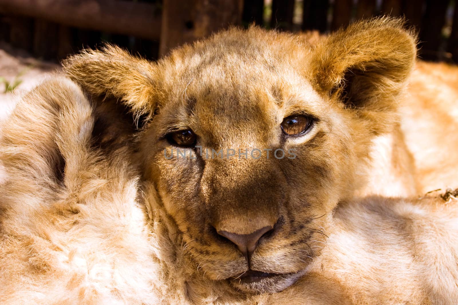 Lion cub relaxing with head resting on another cub, looking at the camera