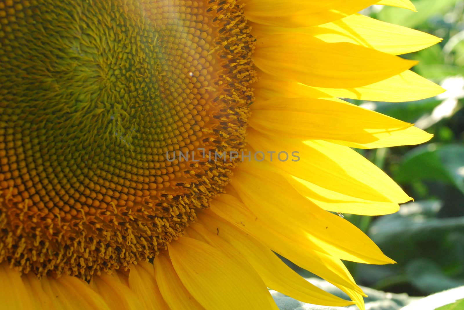 closeup of sunflower half of flower showing
