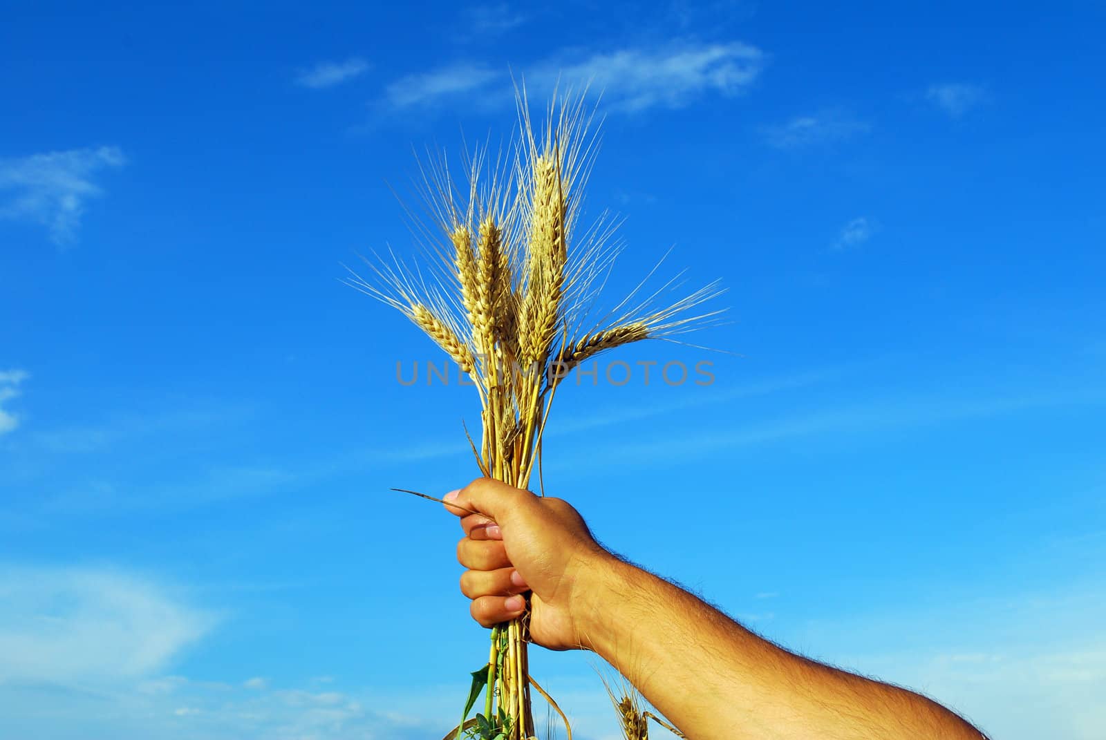 hand holding grain with beautiful sky behind
