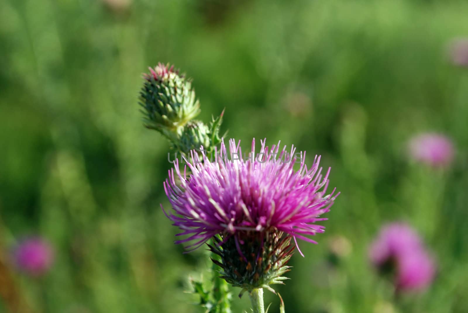 Bull scotch thistle flower in natural background
