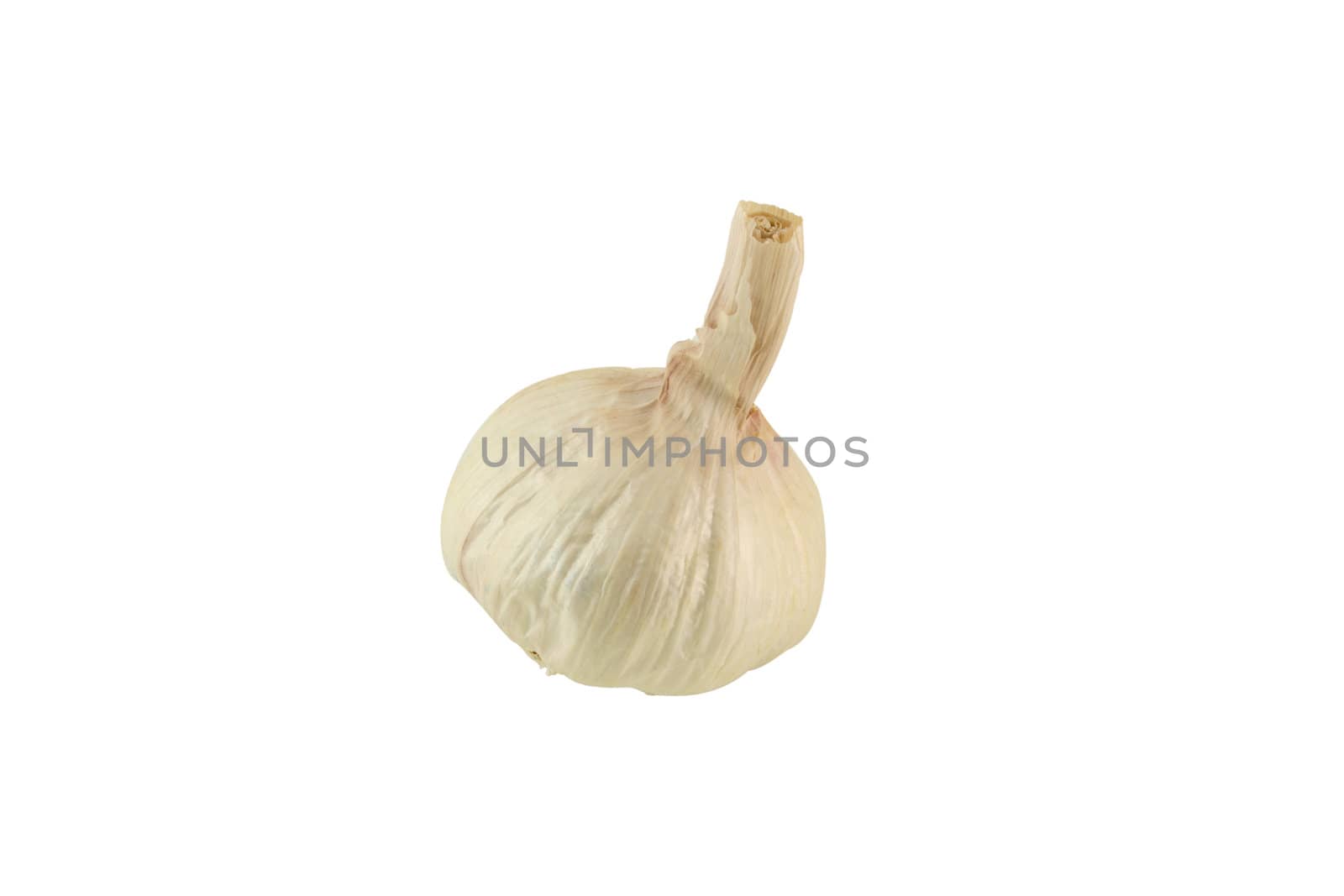 a single garlic bulb isolated
