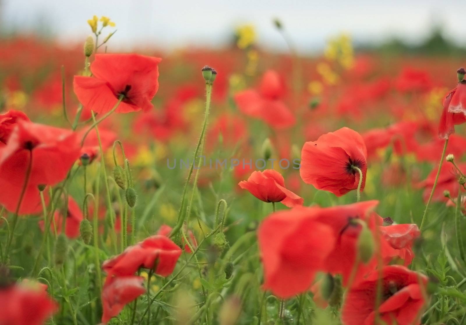 Meadow full of poppies, Close up, outdoor shot.