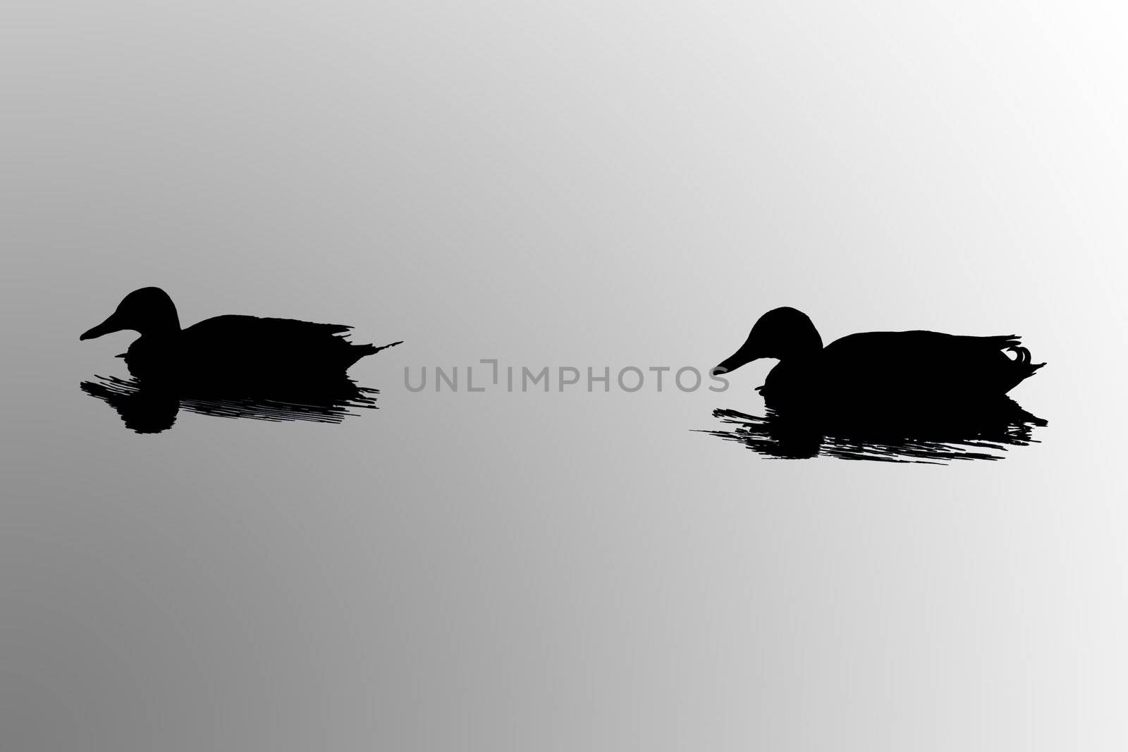 duck silhouettes on pond by robbino