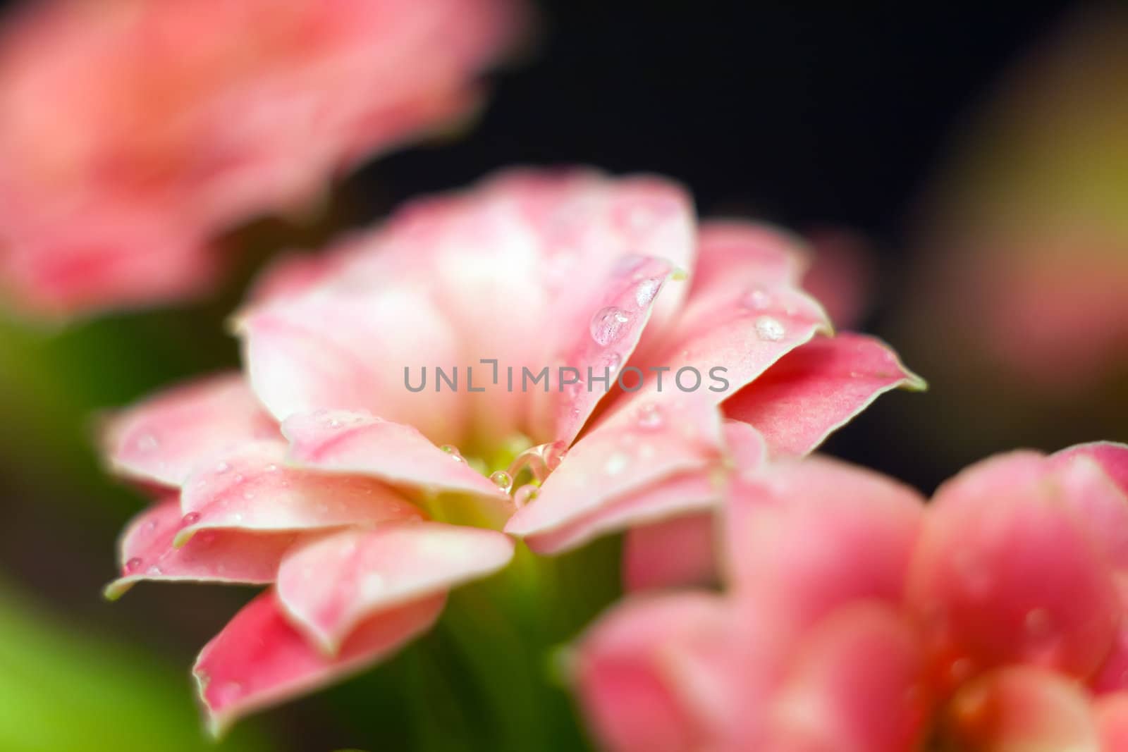 Water drops in the pink kalanchoe flowers