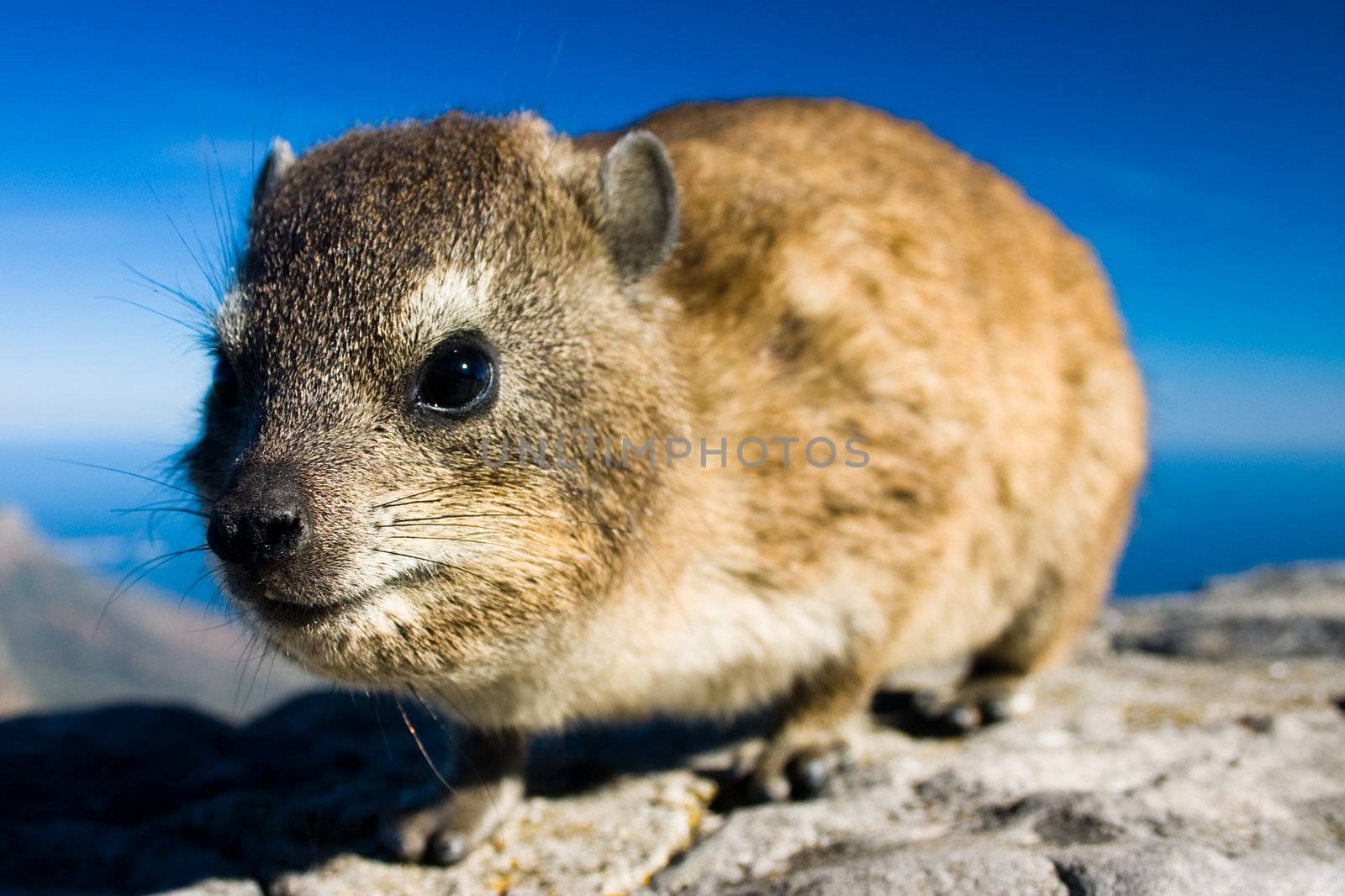 Close up shot of a rock dassie on top of Table Mountain, cape Town South Africa