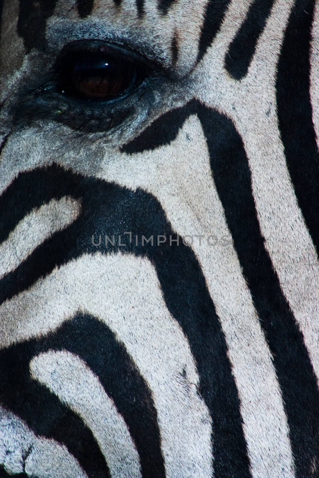 Close up of a zebra's face showing the eye and its black and white stripes