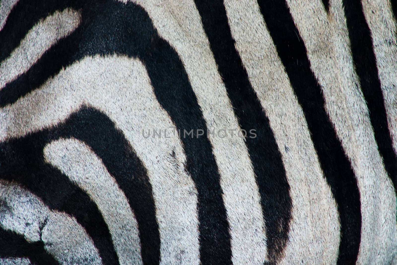 close up of a zebra's side showing the black and white stripes
