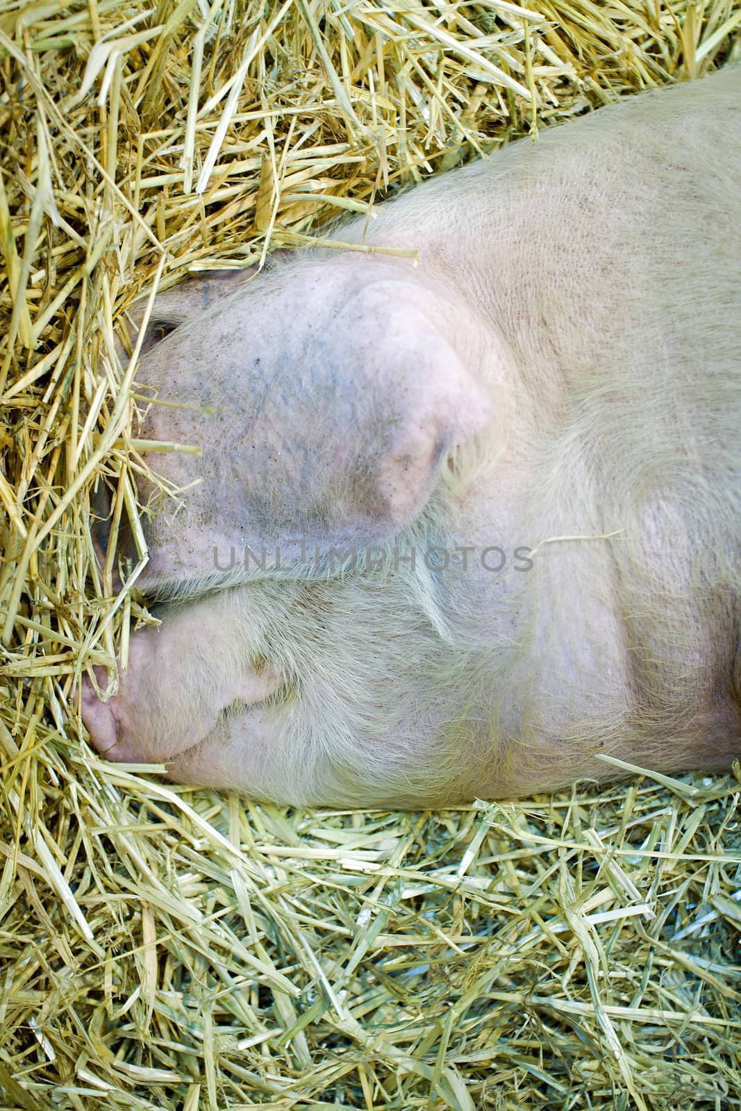 pig who  sleeping in the barn