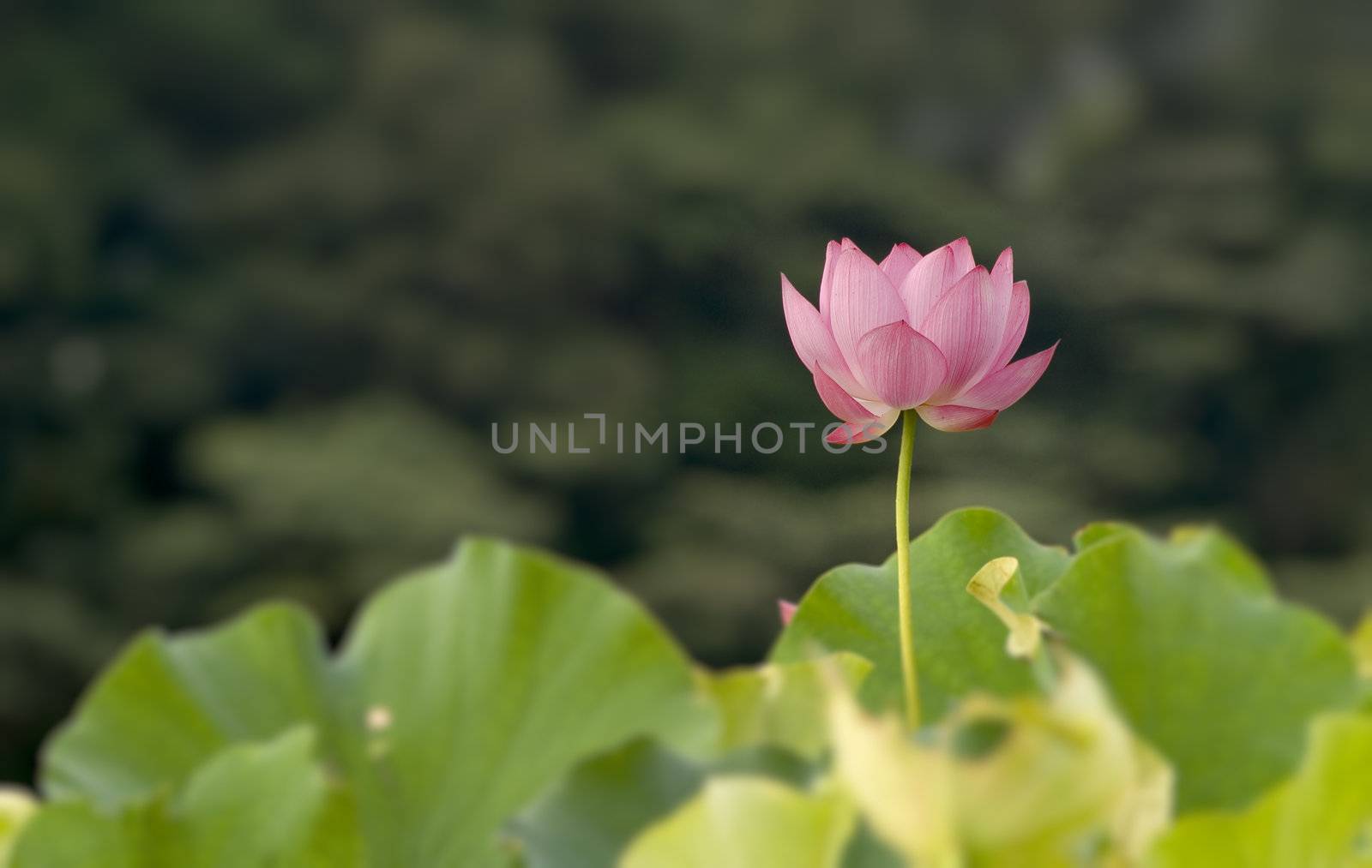 It is the beautiful lotus flower photo.