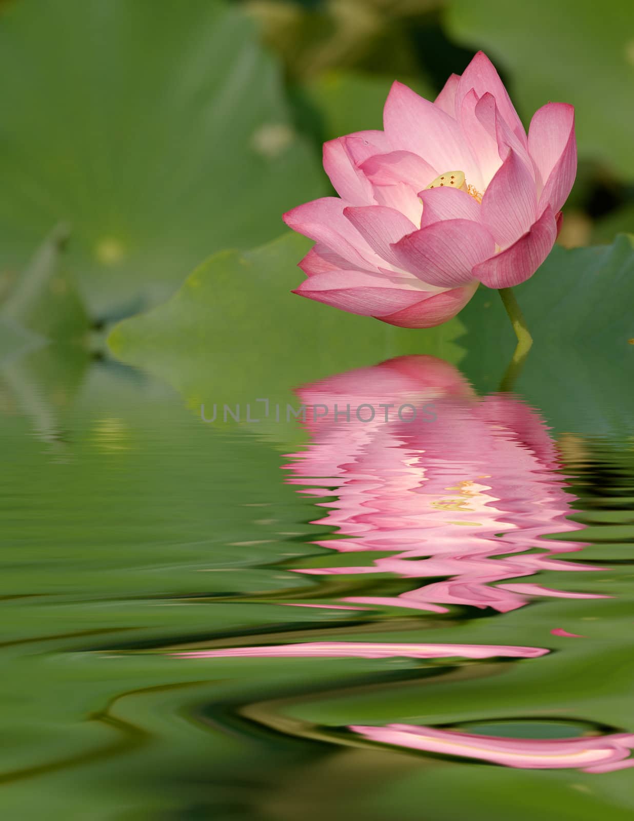 It is a beautiful lotus with water reflection.