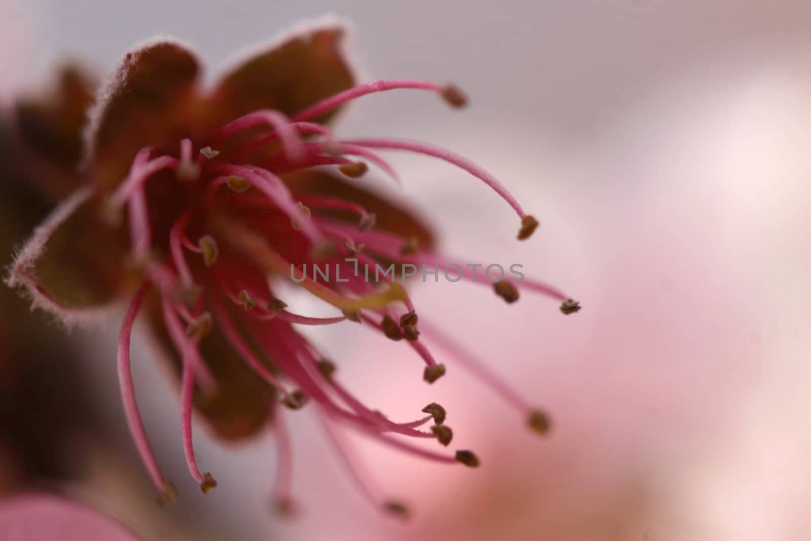 Macro shot of a pink peach blossom with stamens waving in the breeze