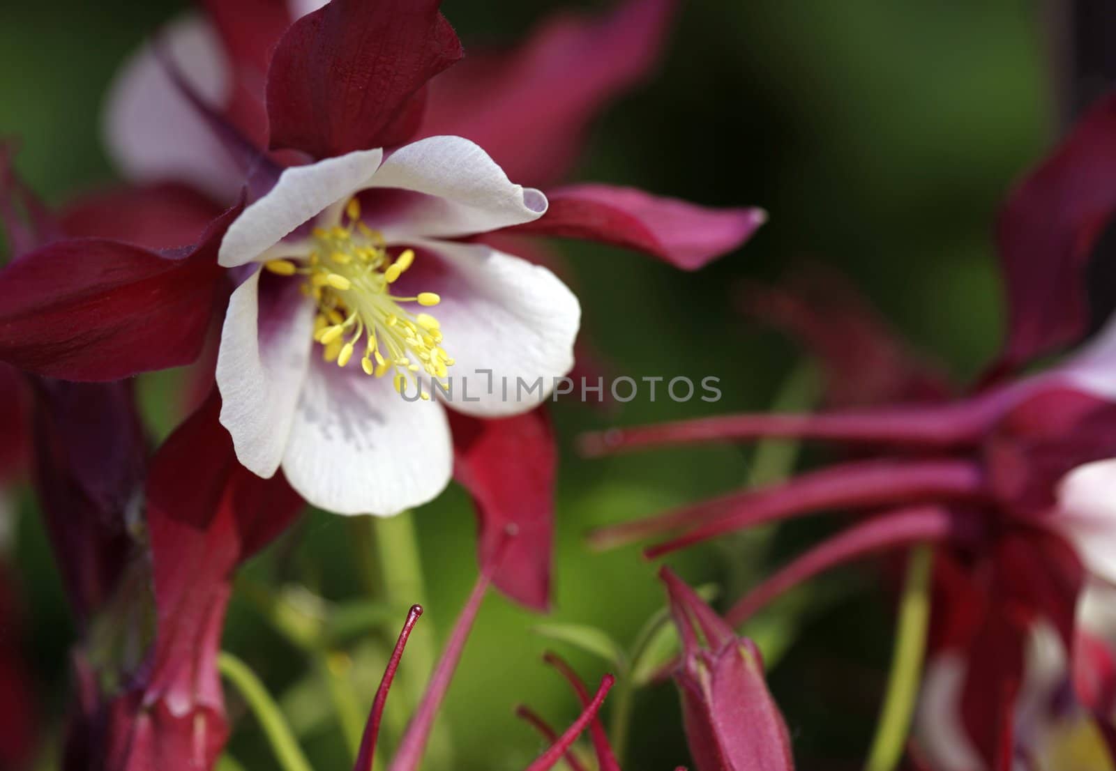 Red Columbine by Auldwhispers