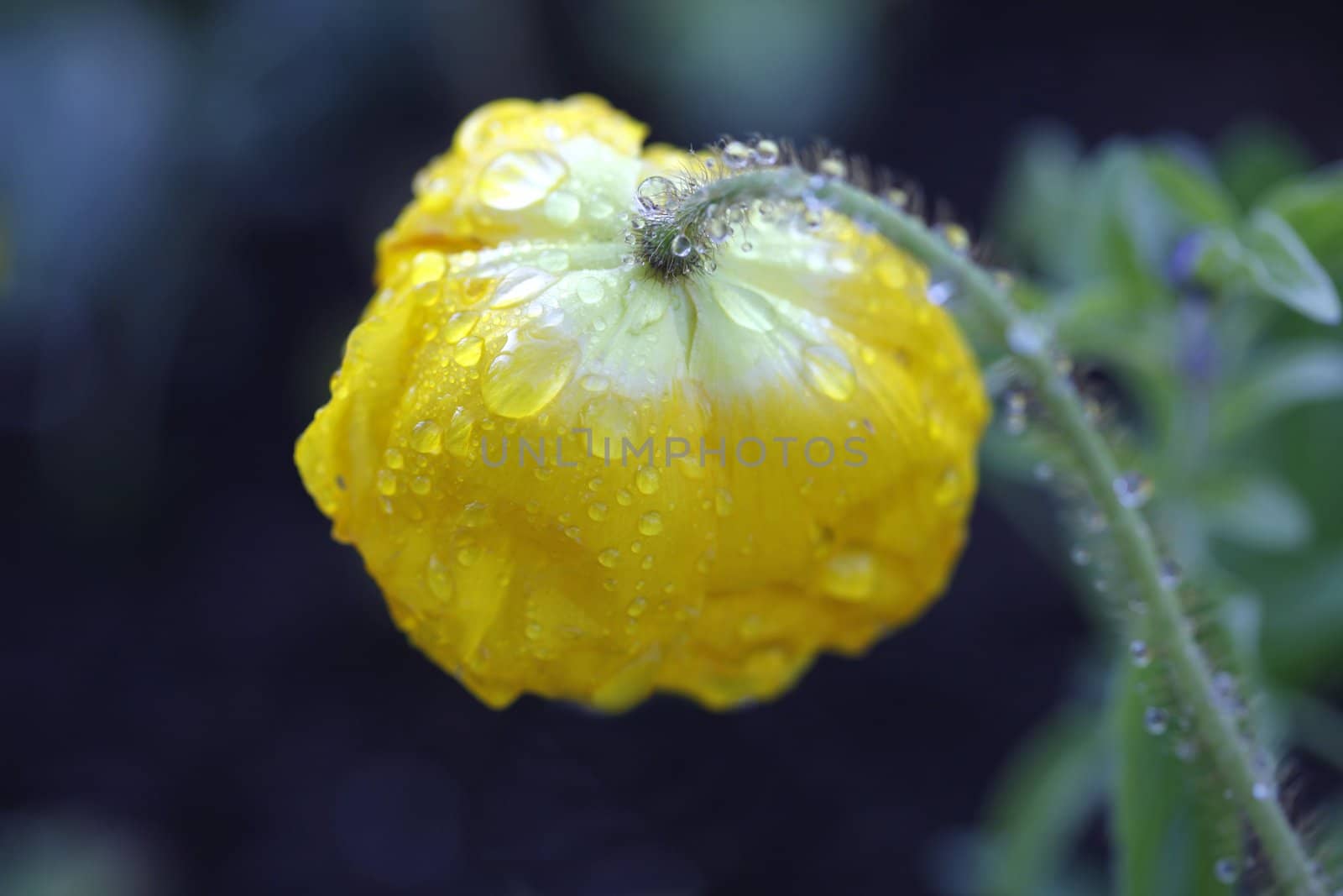 Yellow California poppy covered with raindrops in the early morning sunshine