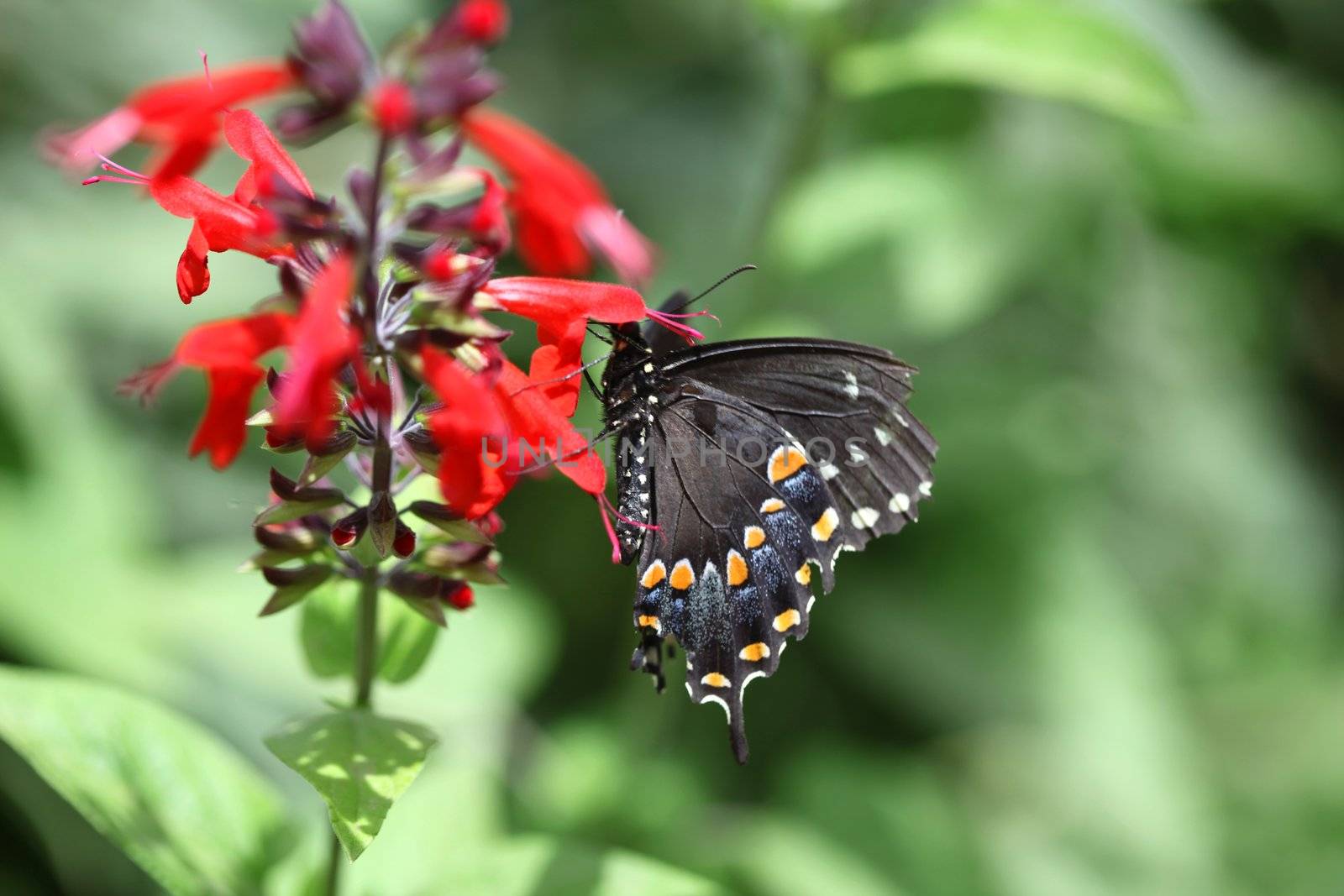 Black swallowtail butterly feeding on red salvia in the butterfly pavilion of the Phoenix botanical gardens