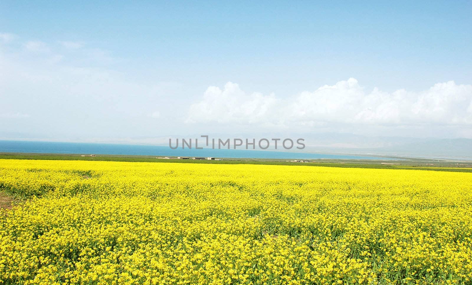 Landscape of vast rapeseed fields in spring