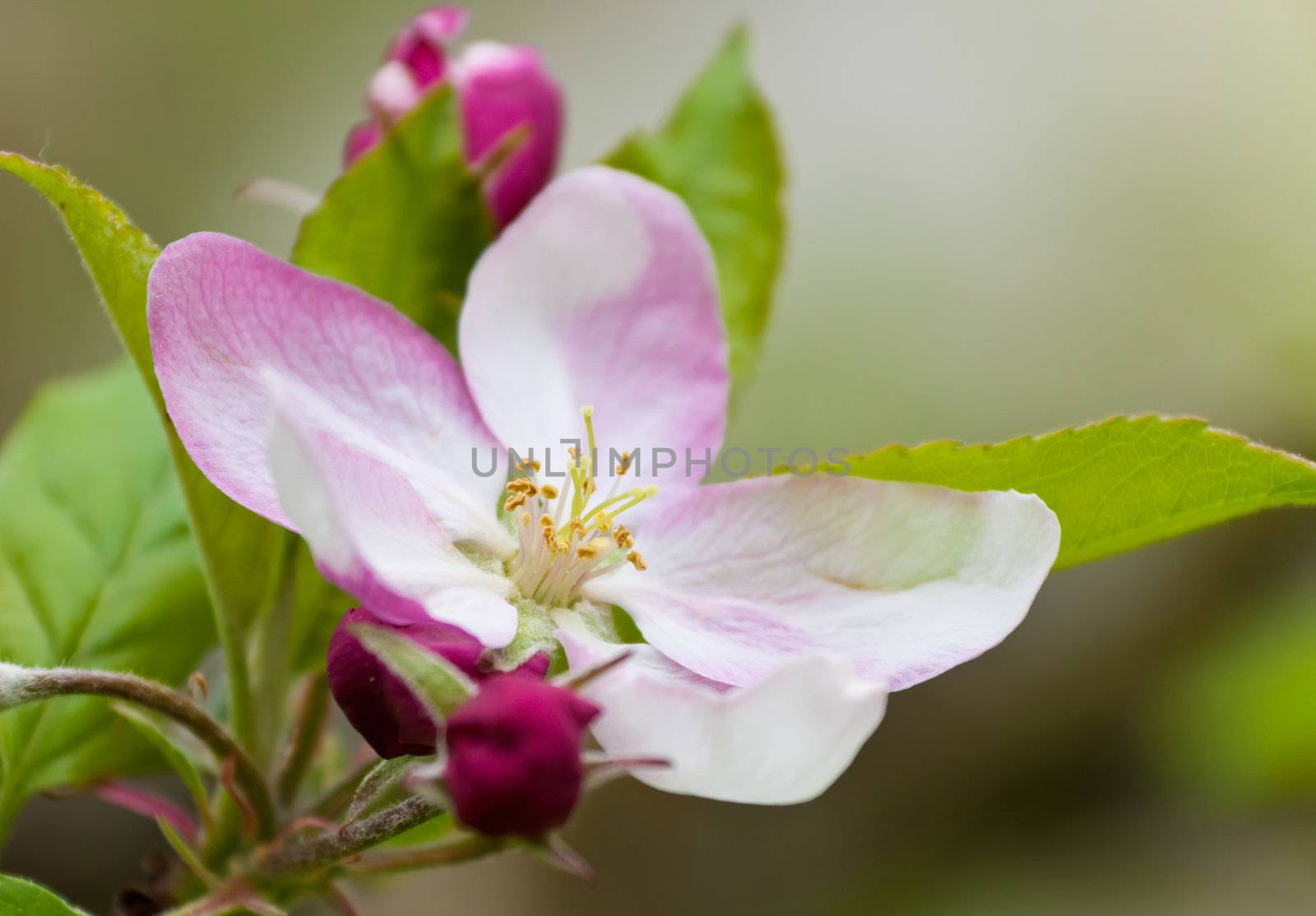 Apple Blossom by Ragnar
