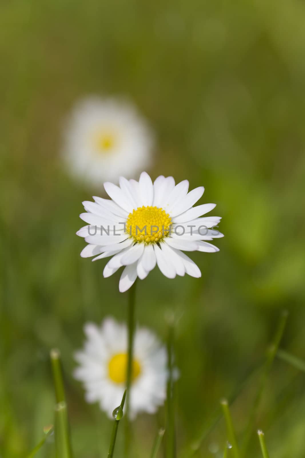 This image shows a macro from little daisy
