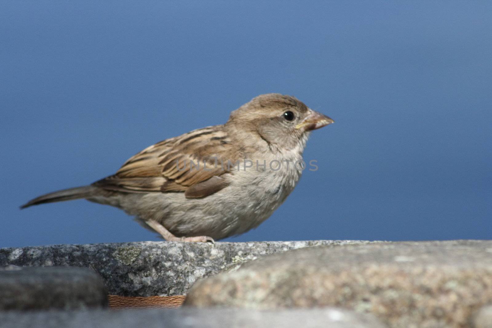 nahaufnahme von einem Haussperling,(Passer domesticus) 
Close-up of a house sparrow (Passer domesticus)