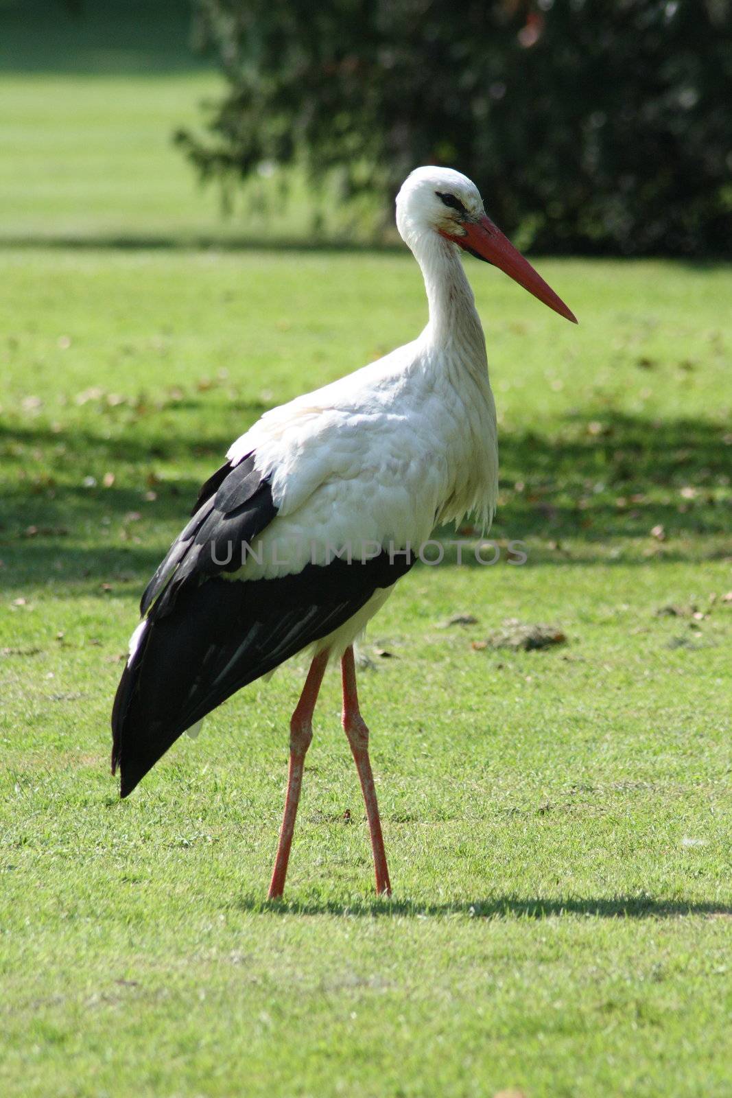 Weißstorch schreitet auf einer grünen Wiese umher	
White Stork walks around on a green meadow
