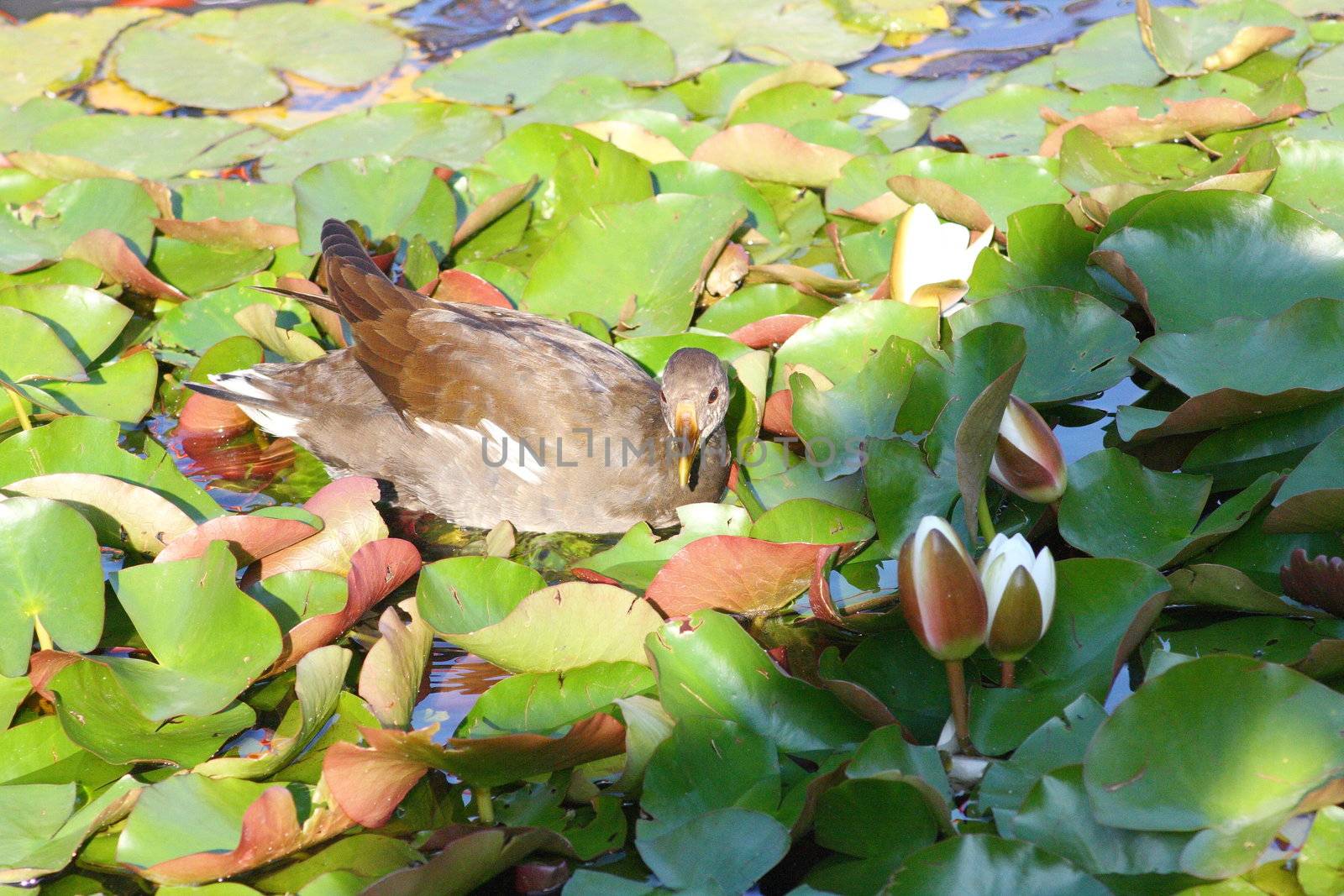 Teichhuhn bei der Futtersuche in Seerosenblättern	
Moorhen looking for food in lily pads