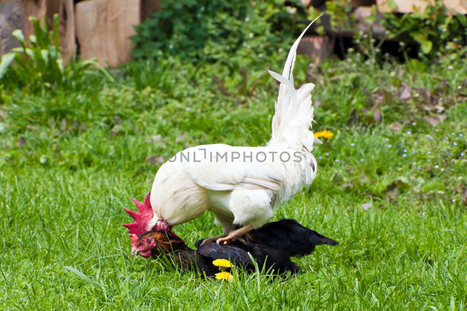This image shows a cock and chicken in action