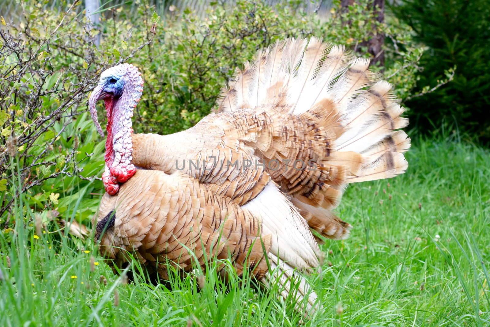 balzender Truthahn,courting Turkey,"Meleagris gallopavo" by hadot