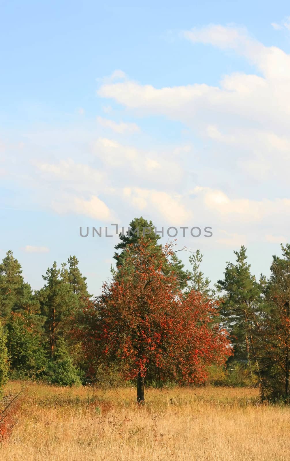 Autumn Tree by Ragnar