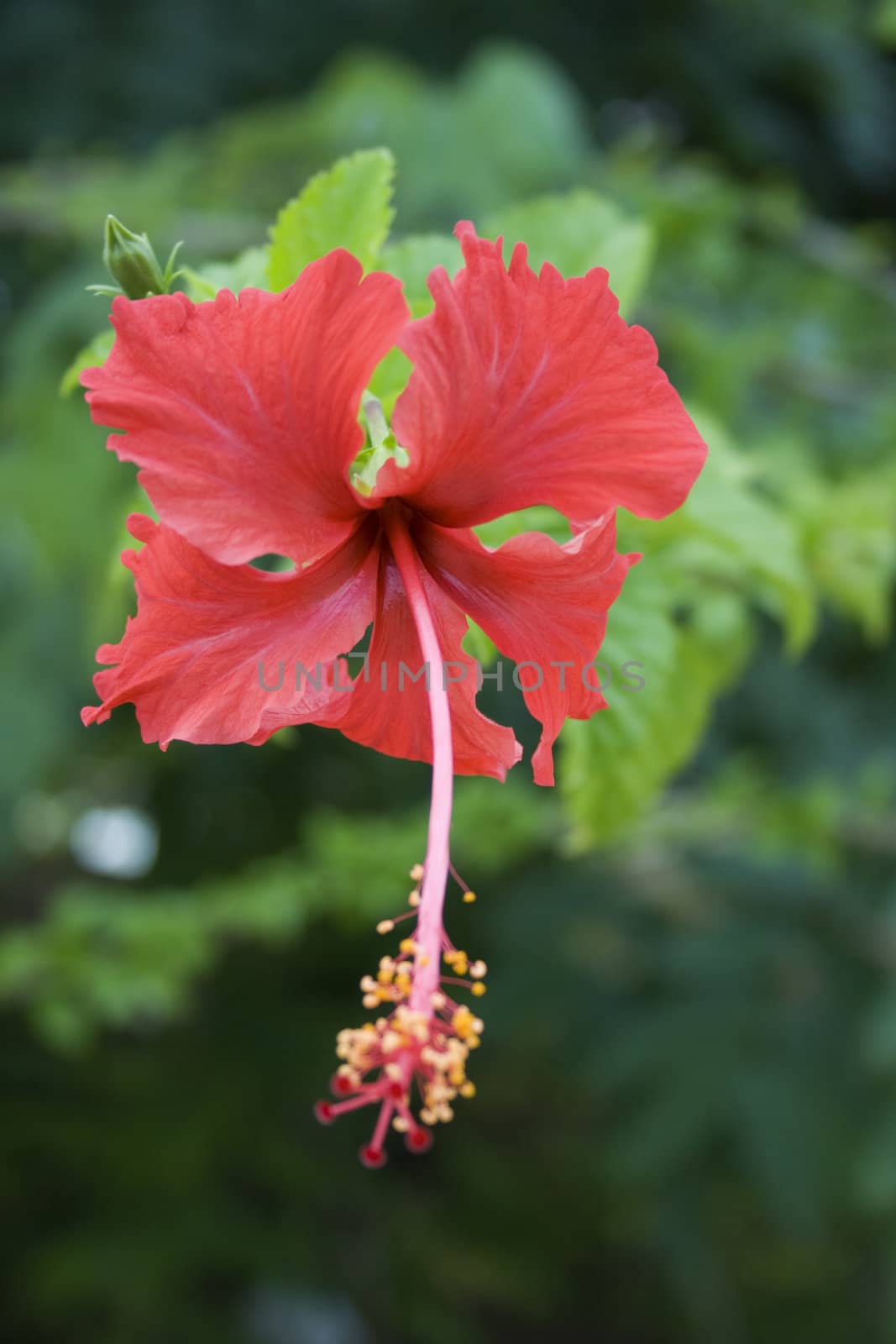 Hibiscus, national flower of Malaysia