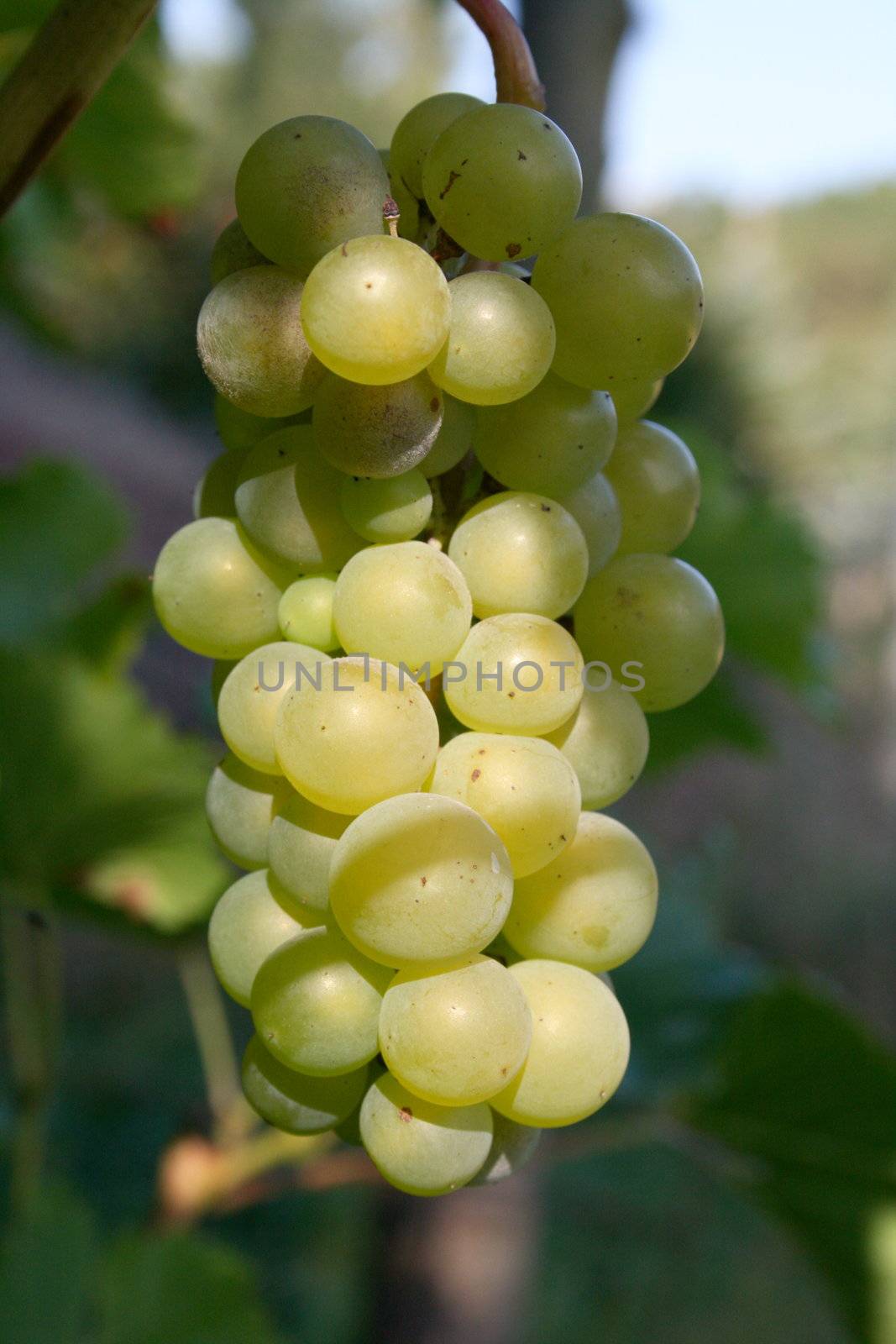 Trauben für Weißwein am Rebstock,bereit bereit zur Ernte  	
White wine grapes on the vine, ready Ready for harvest