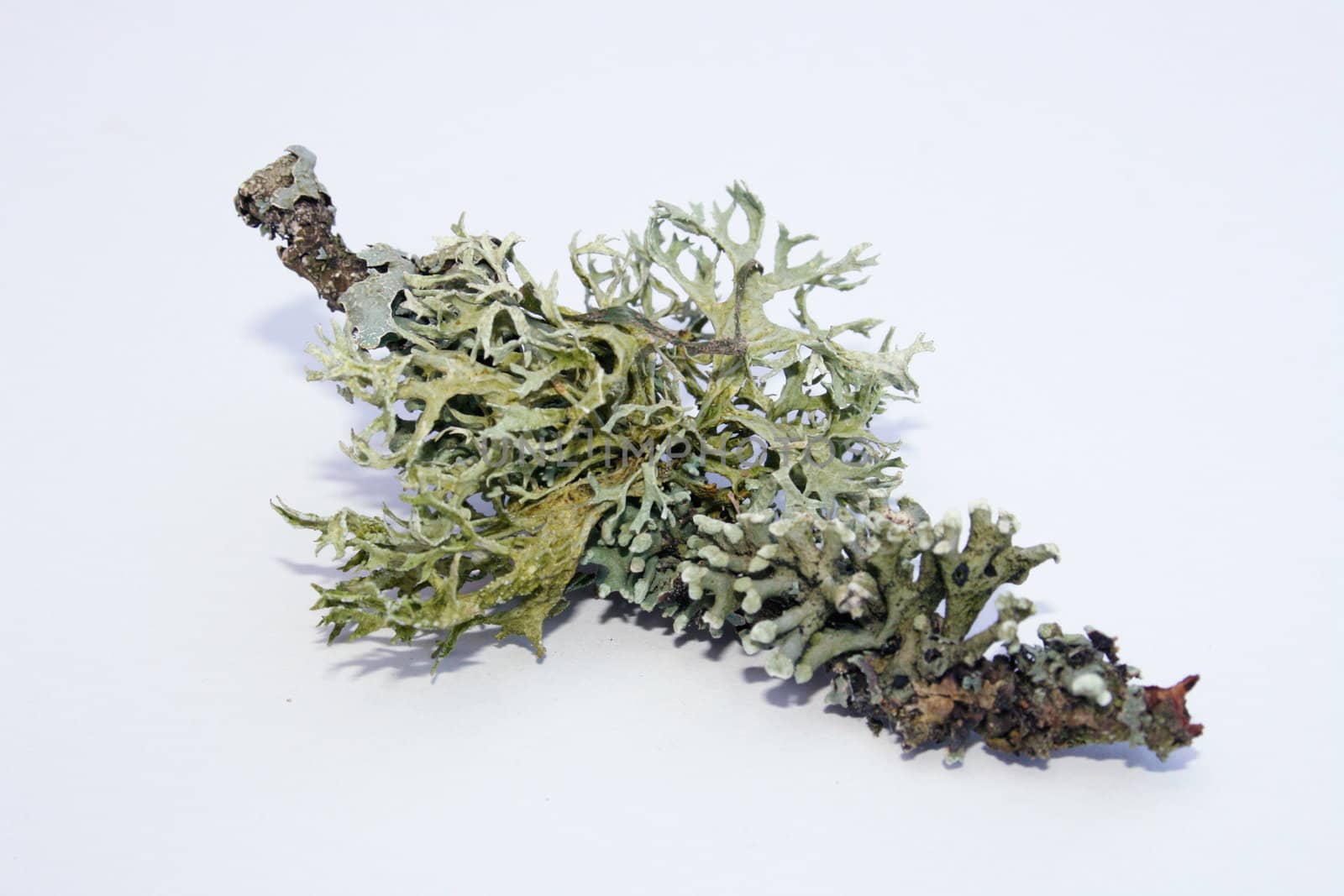Eine Strauchflechte auf einem kleinen Aststück	
A shrub-lichen on a small piece of branch