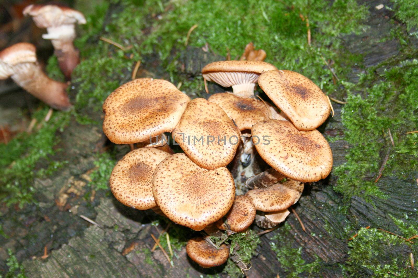 Eine kleine Ansammlung von Porlingen (polyporus squamosus)	
A small collection of Porling (Polyporus squamosus)