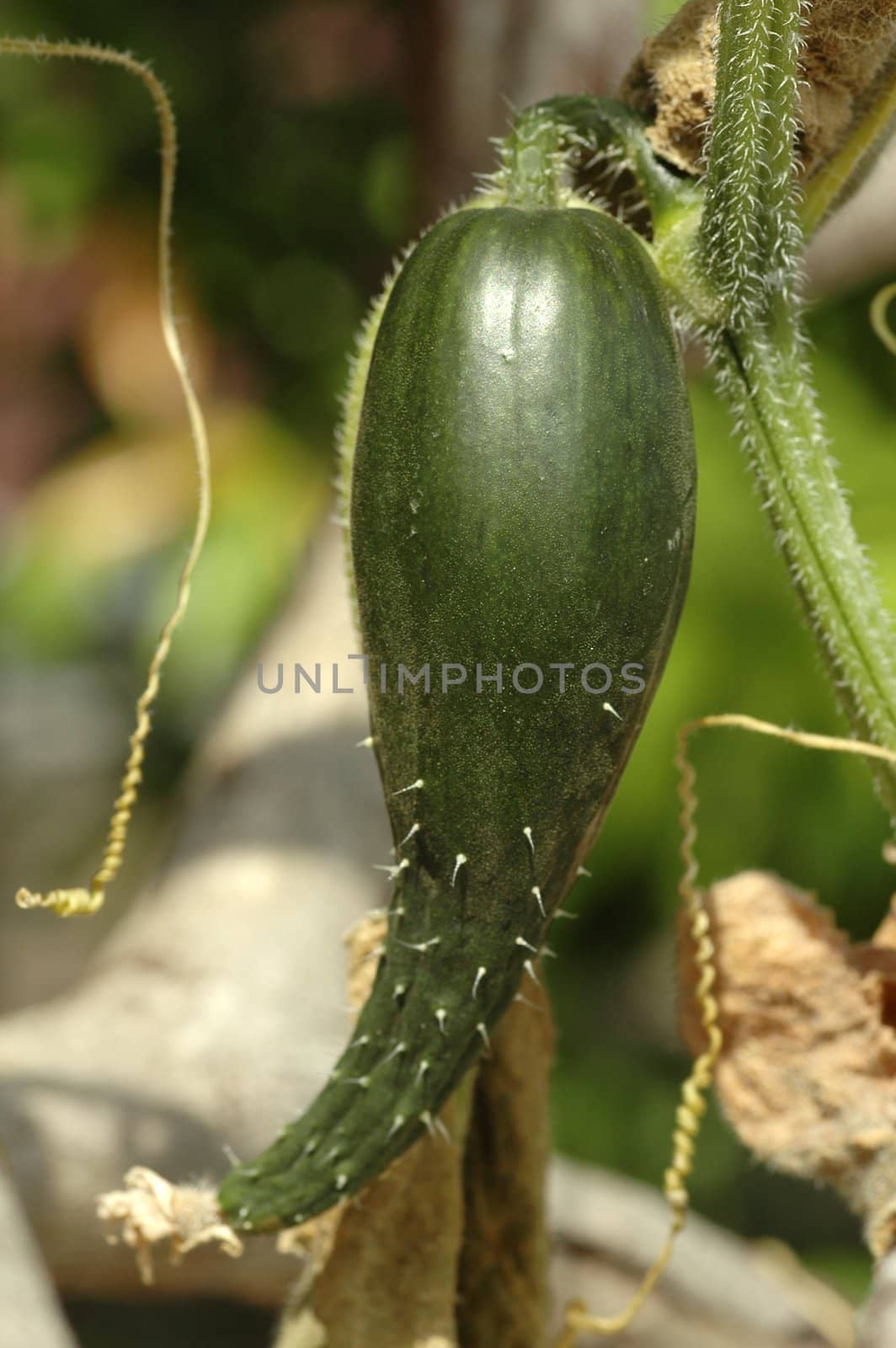 Fresh Cucumber Plant by khwi