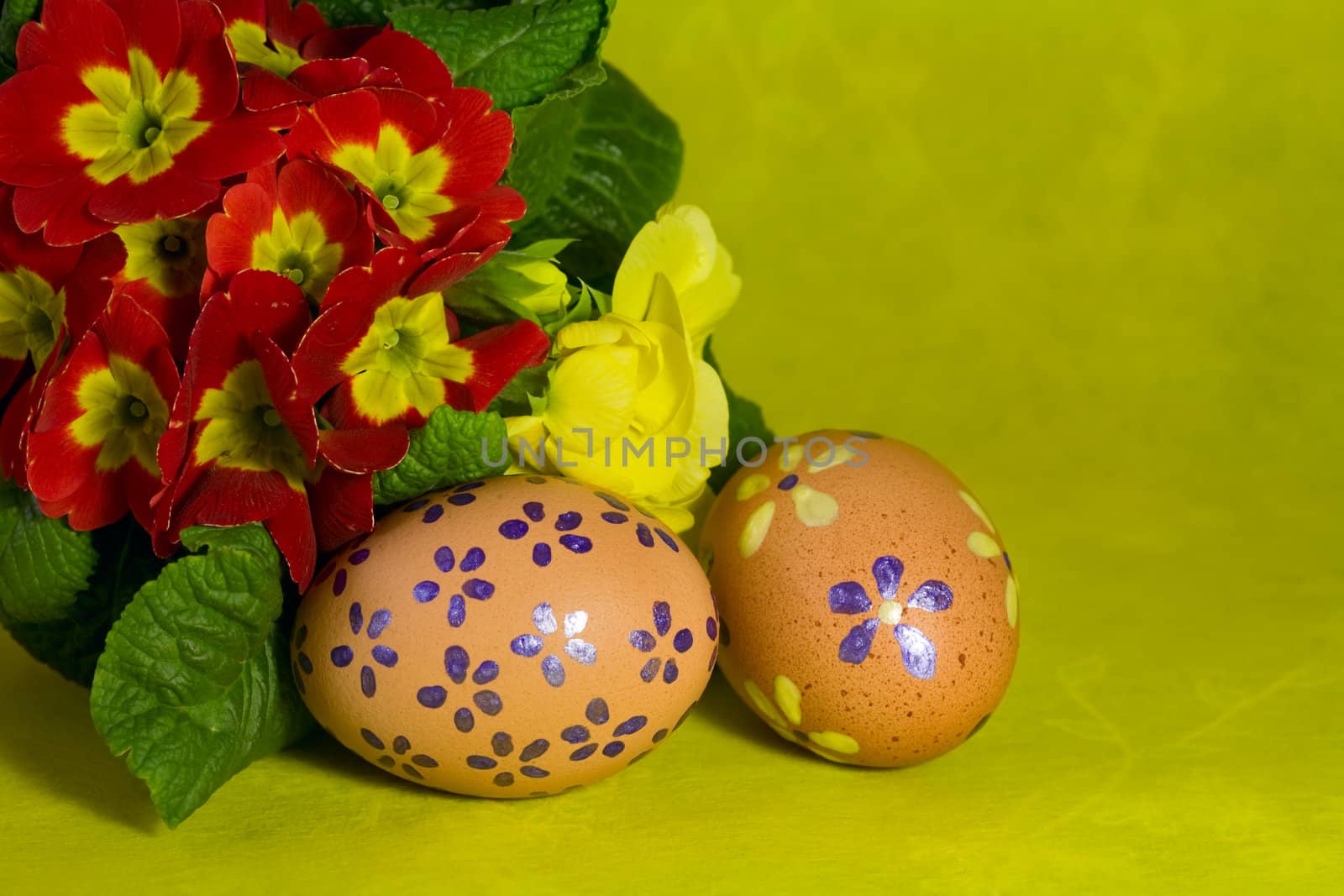 Colorful painted Easter eggs  with spring red primula flowers 