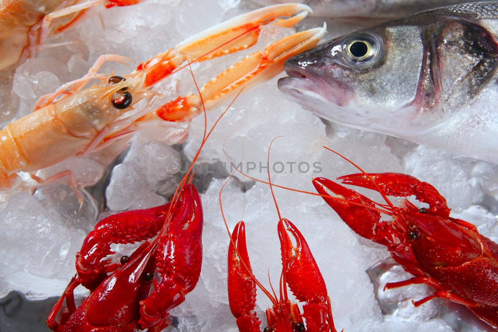 Seabass nephrops, river crabs and clams seafood over ice