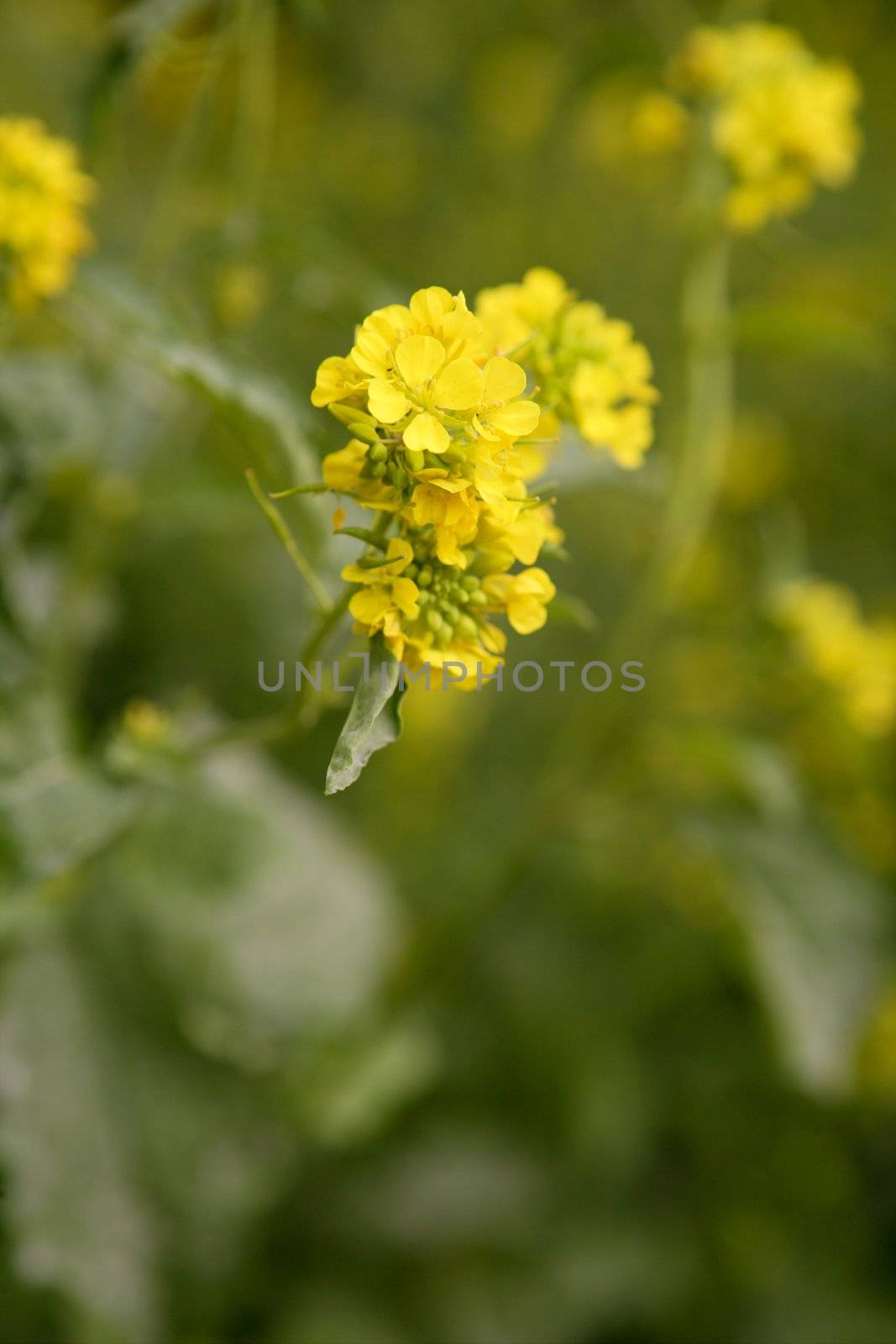 Mustard yellow flower green field by lunamarina