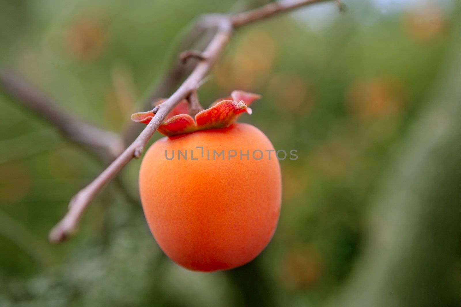 Persimmon fruit detail in vivid orange color on the tree branch