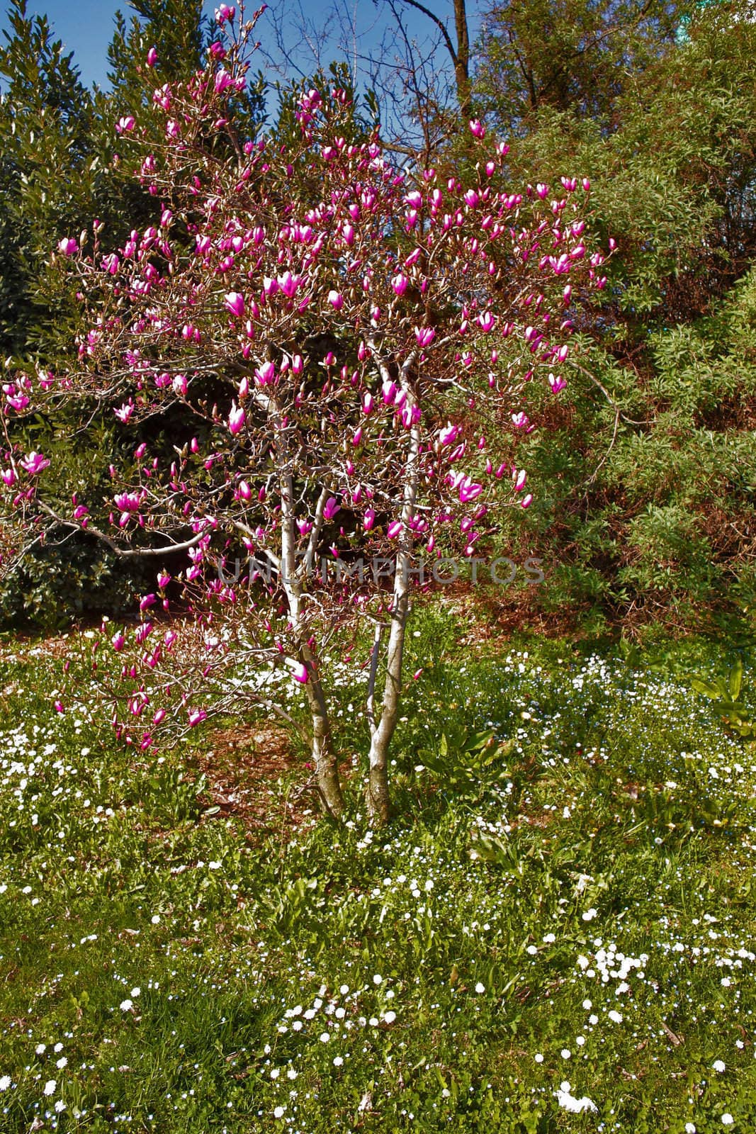 A beautiful spring day