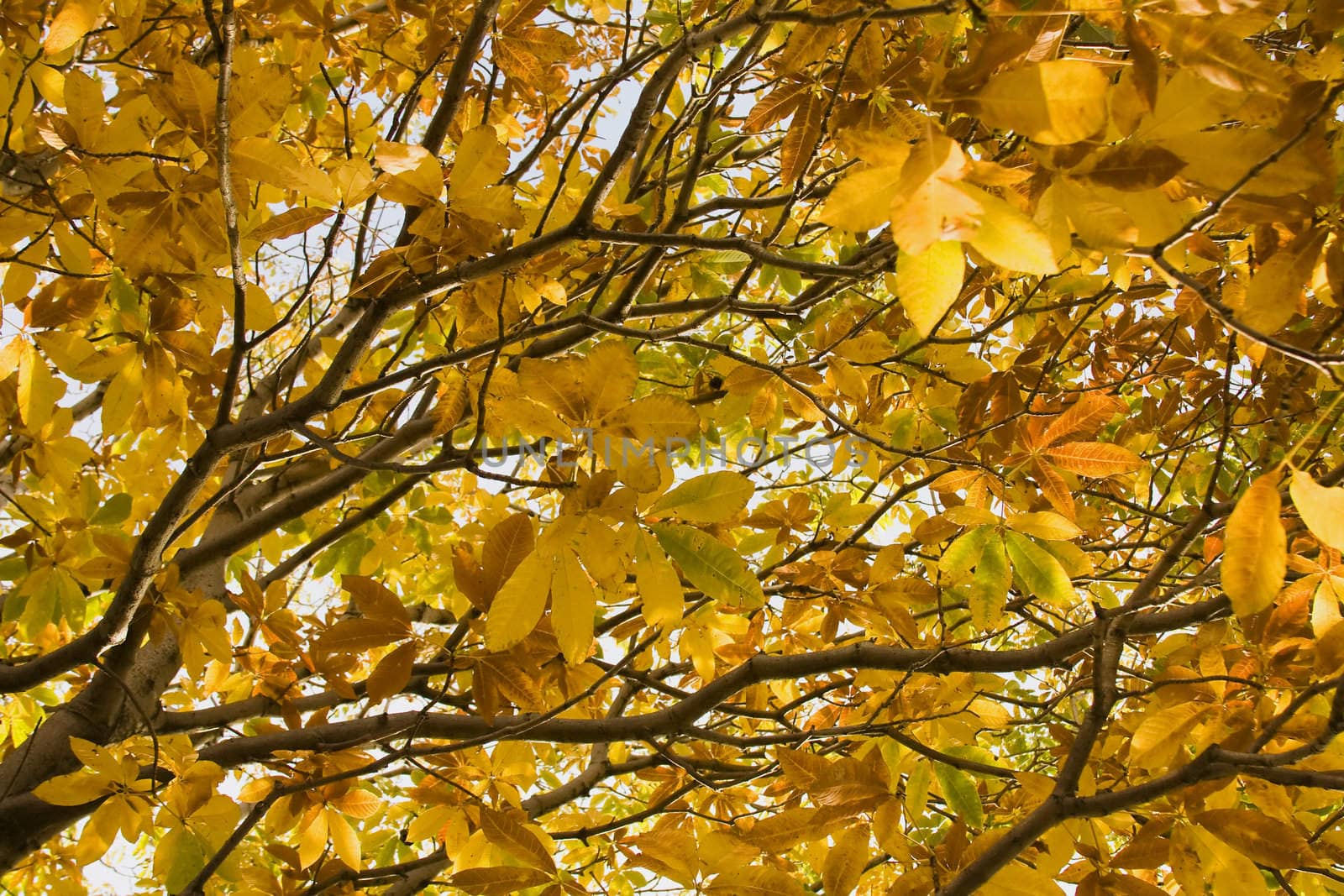 Golden autumn leaves in a tree