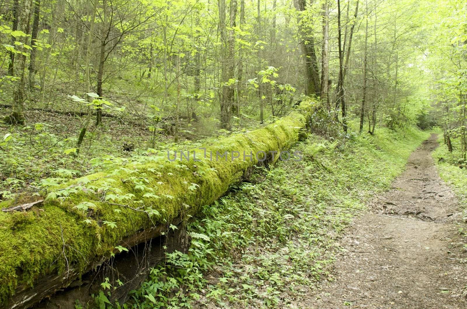 Great Smokey Mountains National Park, USA