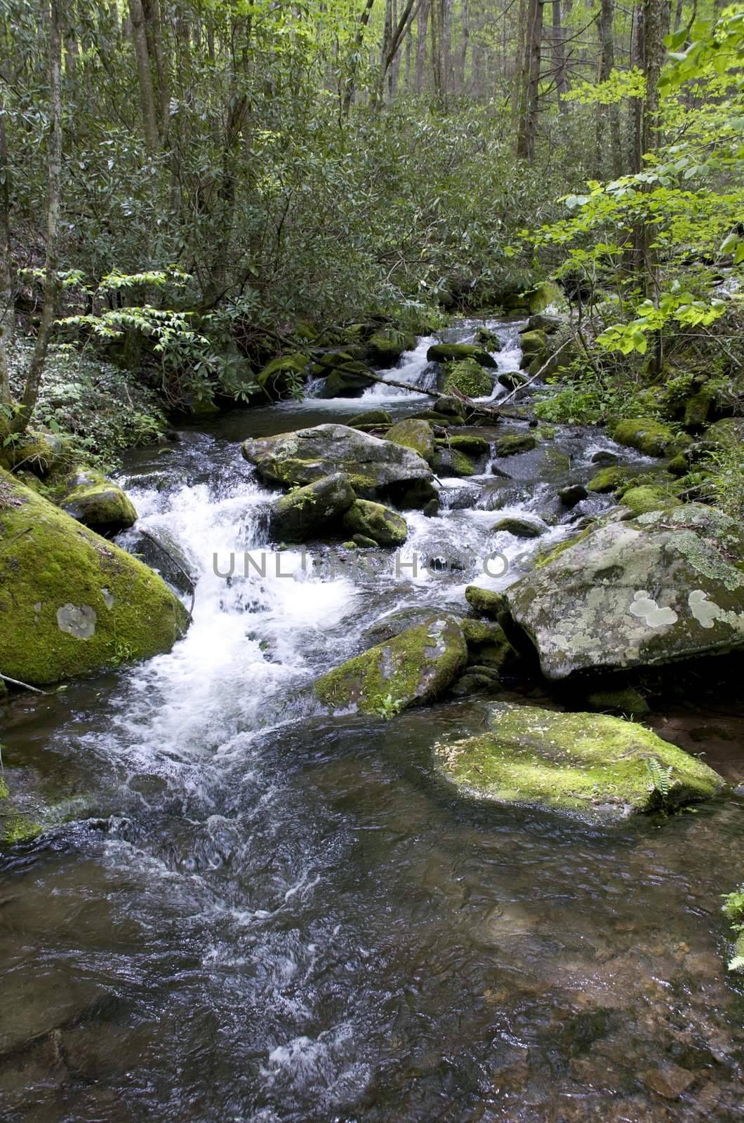 Great Smokey Mountains National Park, USA