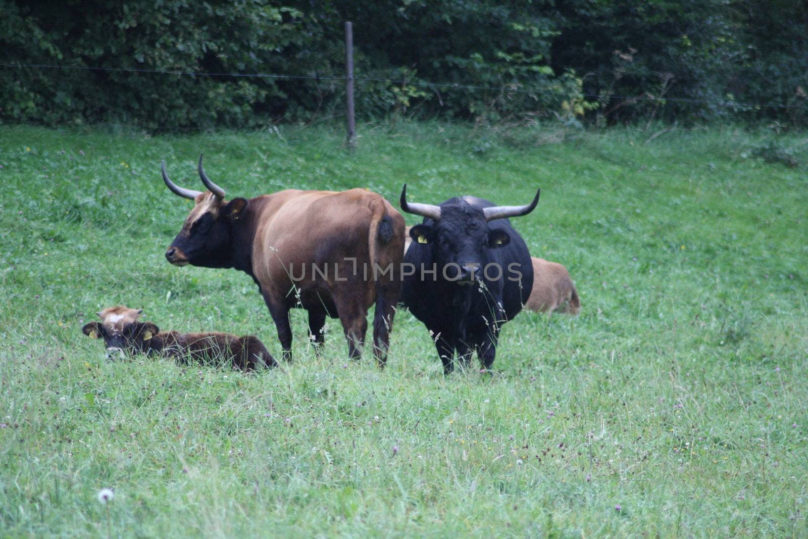 eine kleine Herde Wildrinder auf einer Lichtung	
a small herd of wild cattle in a clearing