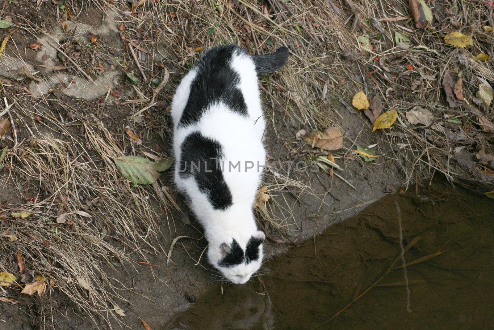Katze beim Beute beobachten am Wasser	
Cat watching the prey at the water