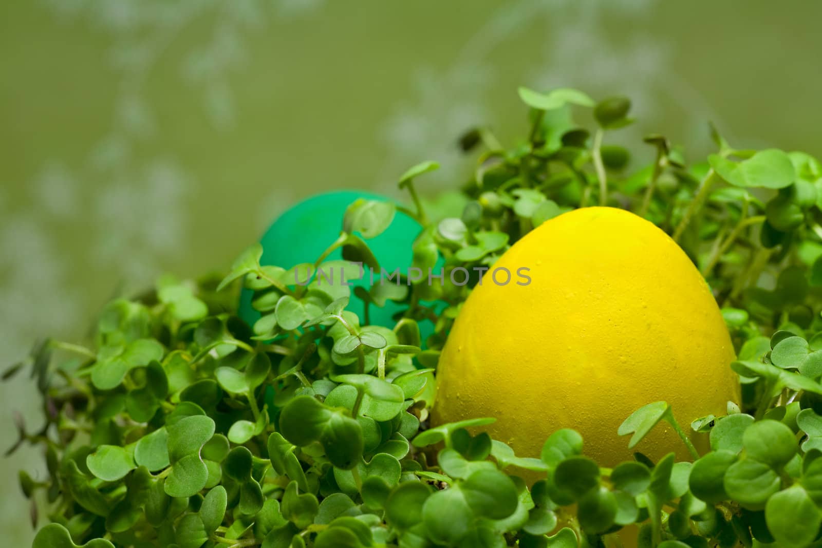 Colorful Painted Easter eggs in Fresh Green Grass