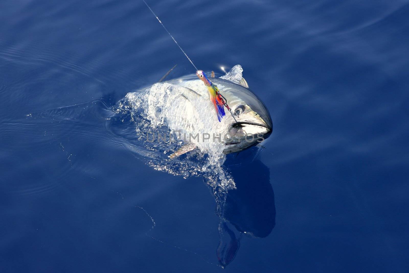 Blue fin tuna Mediterranean fishing and release by lunamarina