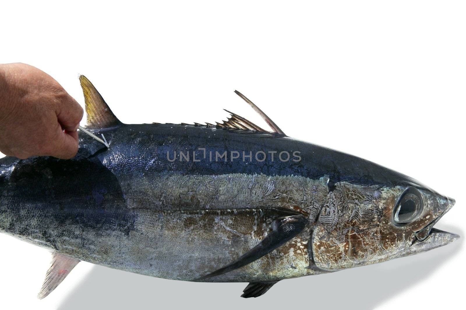 Mediterranean tuna albacore fish mark and release to conservation