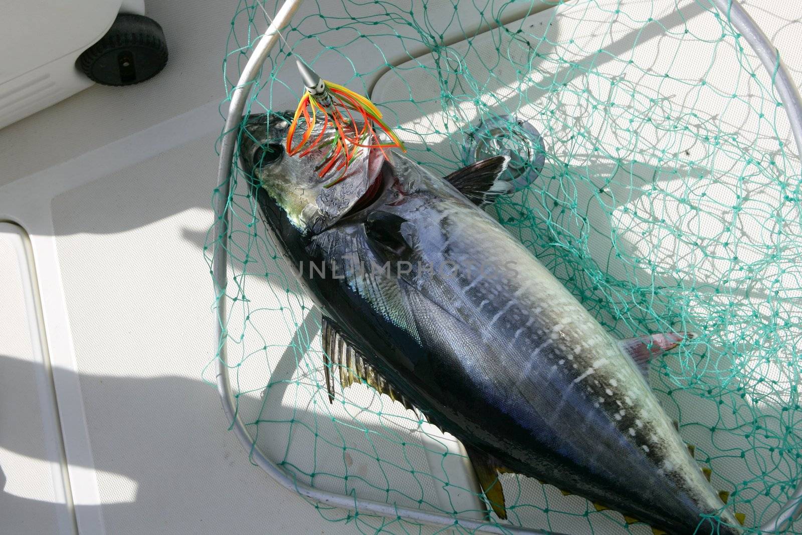 Blue fin tuna Mediterranean fishing and release by lunamarina