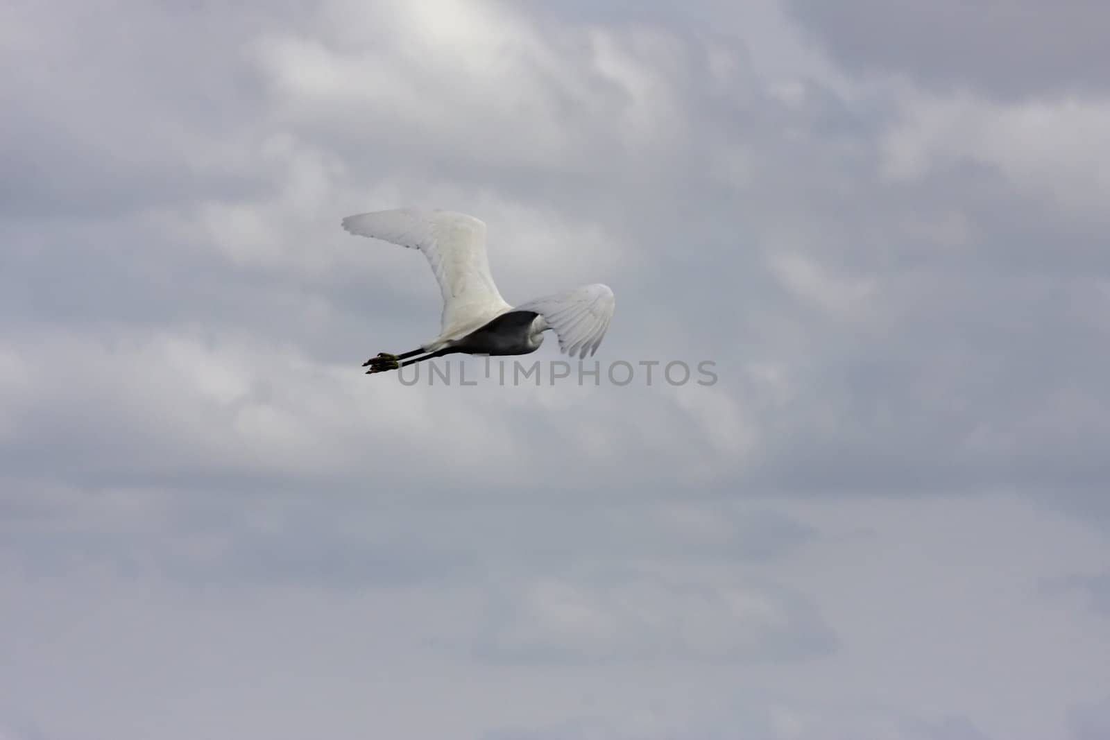 seagull by macintox