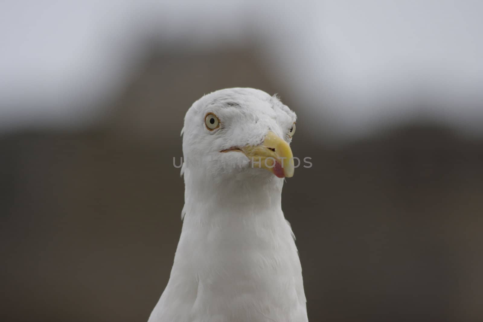 seagull in nature